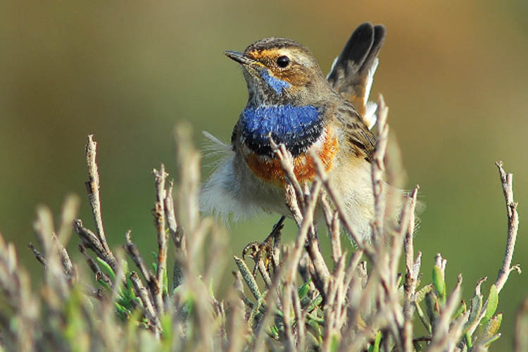 Observación de aves